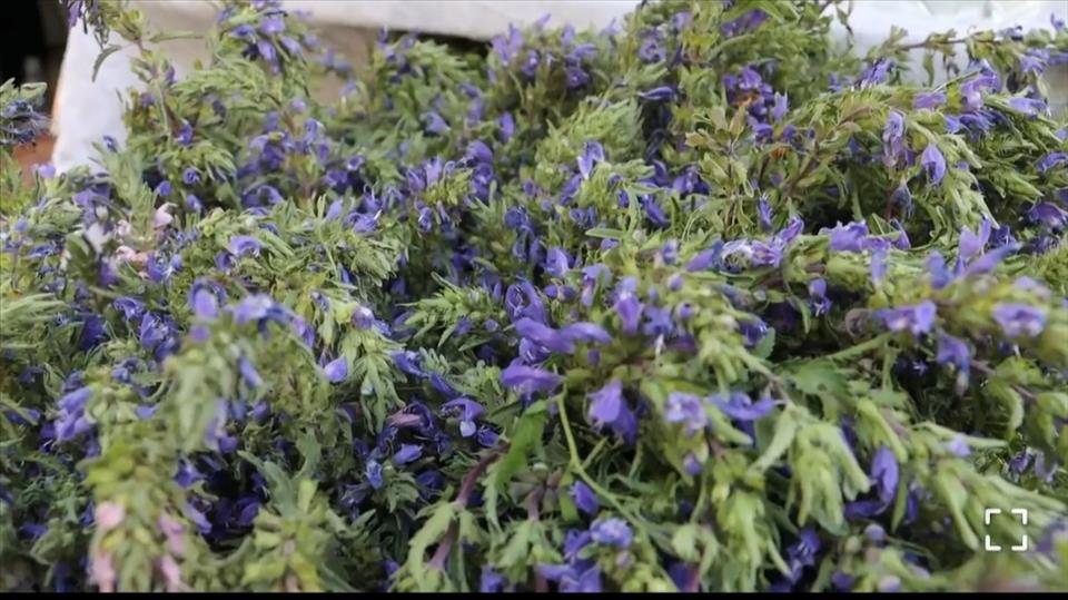 برگزاری جشنواره بادرشبی در مراغه